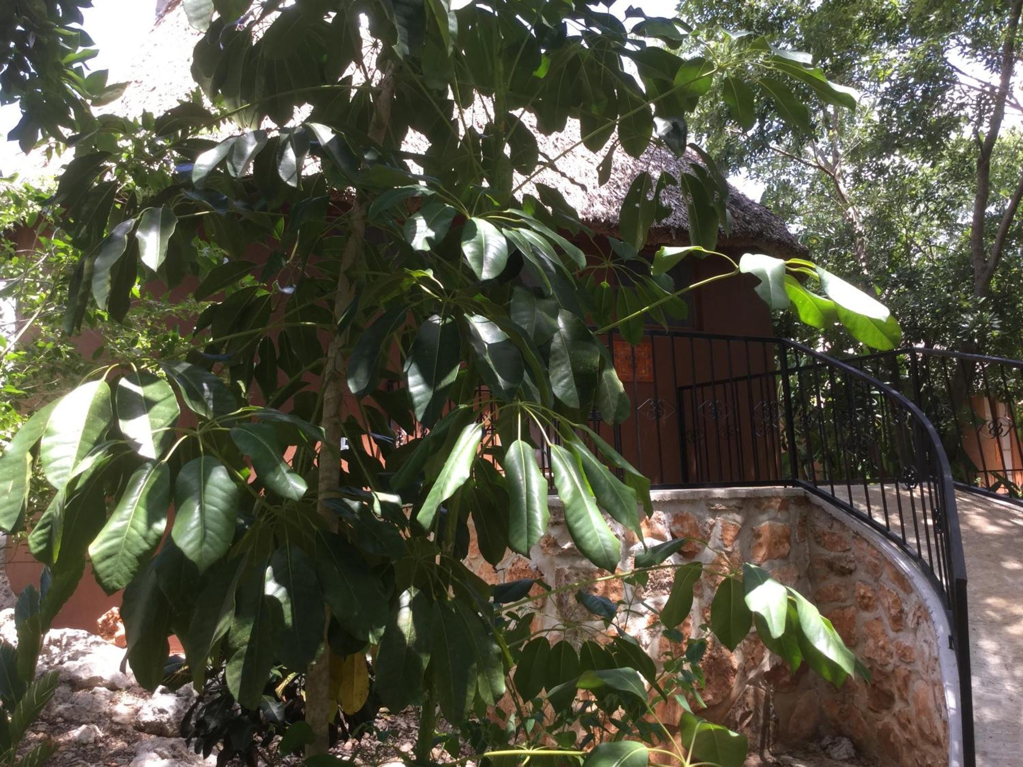 Santa Elena The Pickled Onion B&B And Restaurant Uxmal الغرفة الصورة