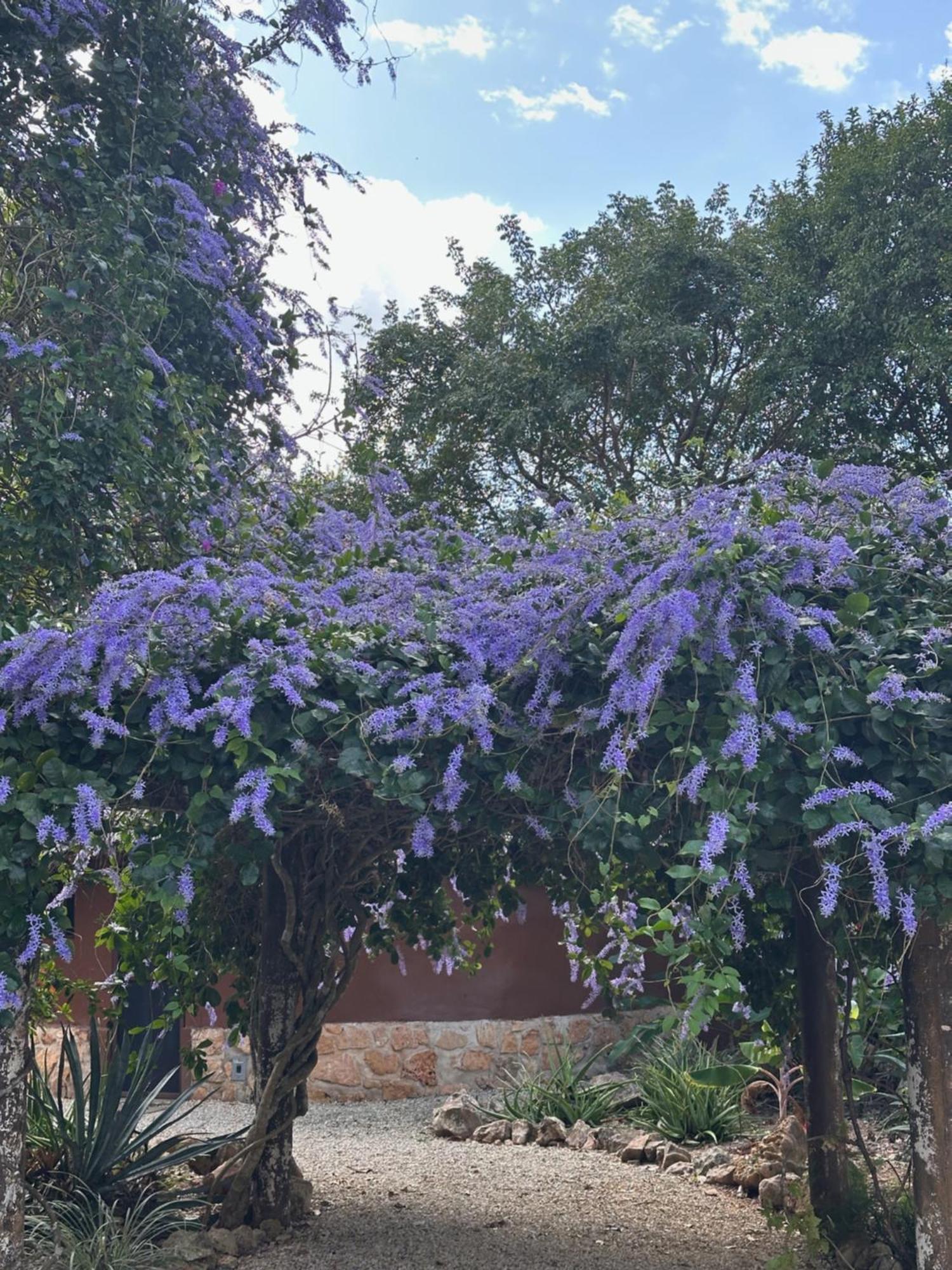 Santa Elena The Pickled Onion B&B And Restaurant Uxmal المظهر الخارجي الصورة