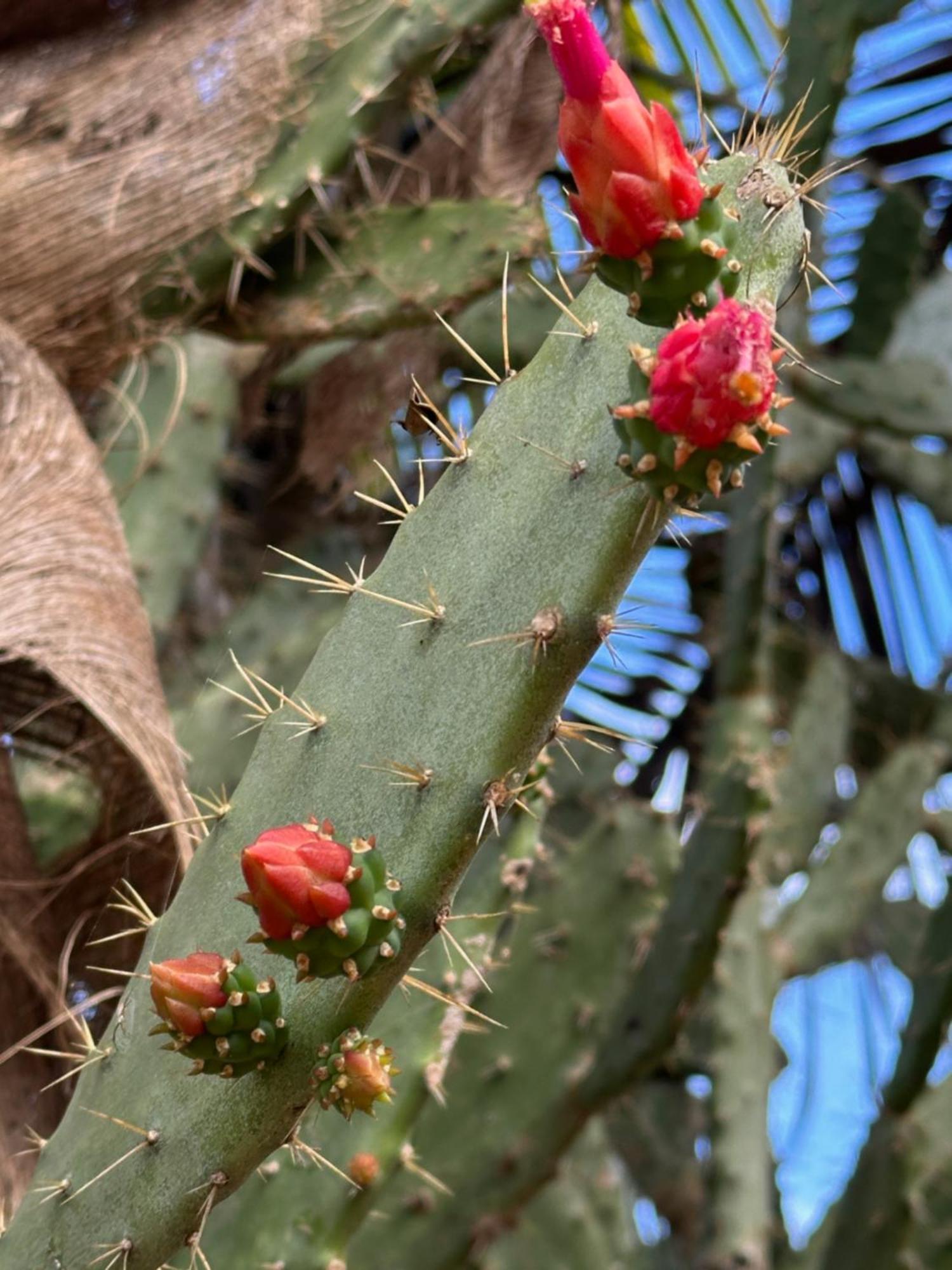 Santa Elena The Pickled Onion B&B And Restaurant Uxmal المظهر الخارجي الصورة