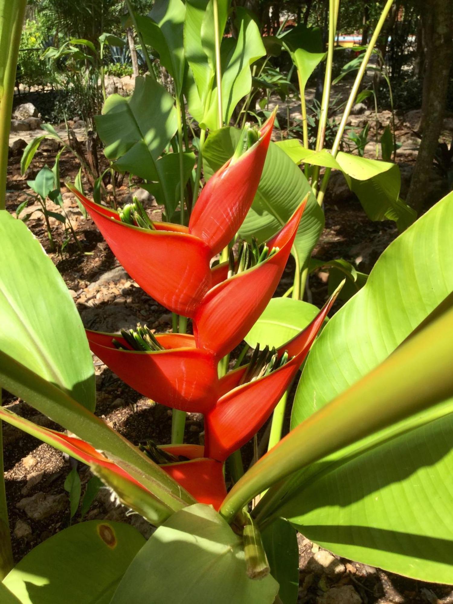 Santa Elena The Pickled Onion B&B And Restaurant Uxmal المظهر الخارجي الصورة