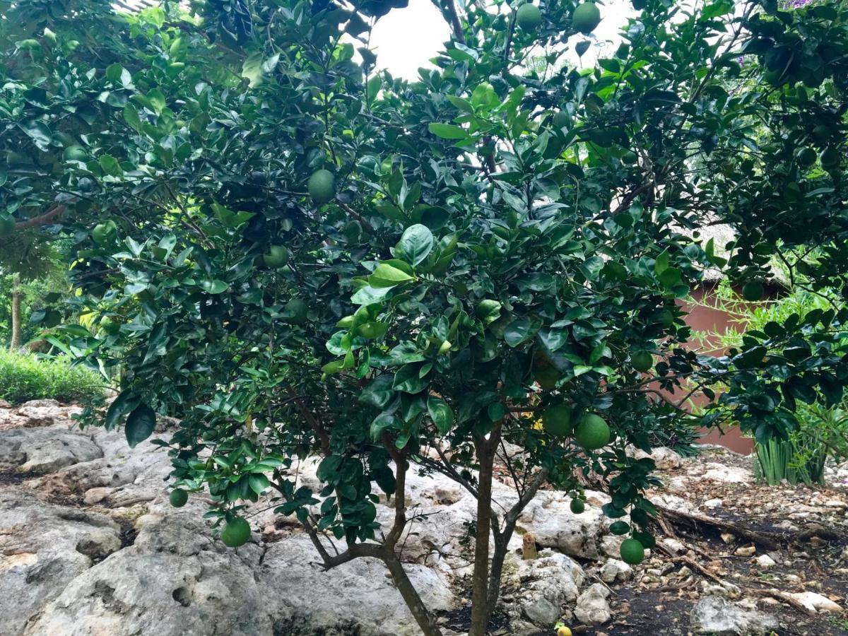 Santa Elena The Pickled Onion B&B And Restaurant Uxmal المظهر الخارجي الصورة